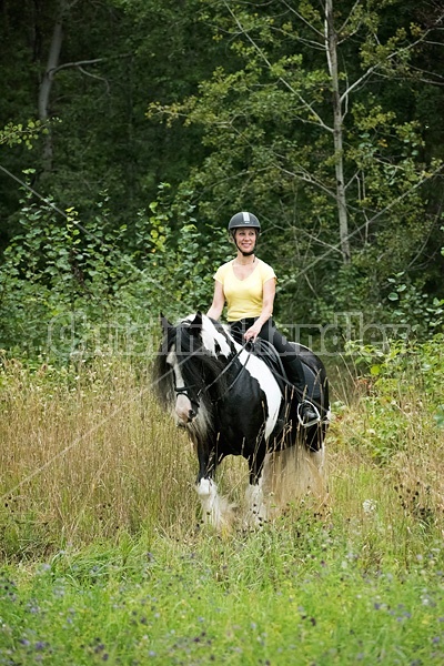 One woman riding a Gypsy Vanner horse.