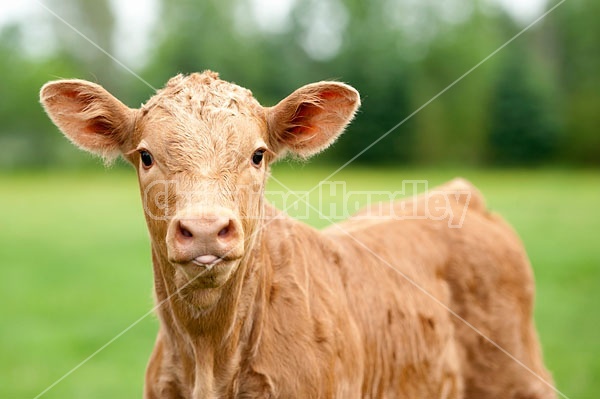 Charolais Cross Calf