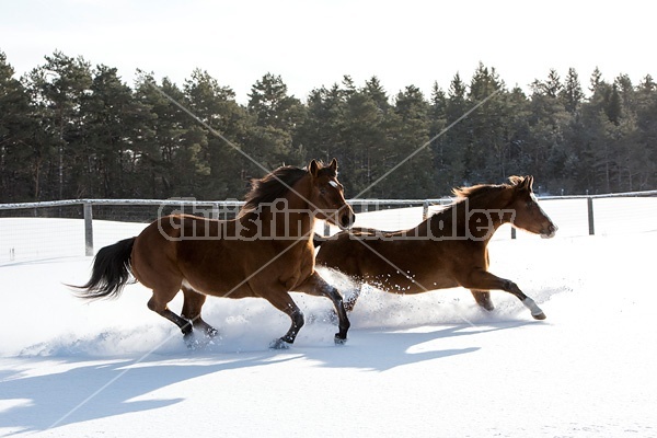 American quarter horse and American paint horse running in deep snow