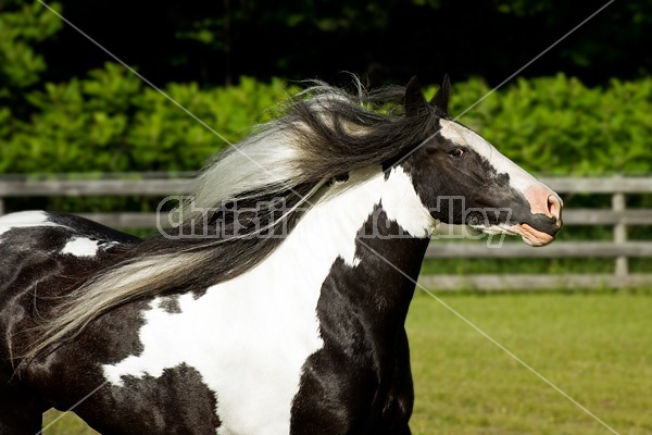 Gypsy horses