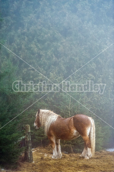 Belgian draft horse standing in the fog