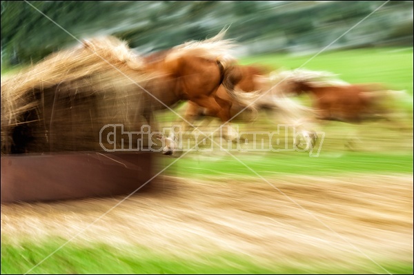 Panning photo of a herd of horses 