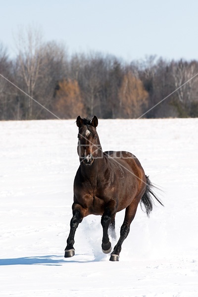 Quarter horse stallion running in deep snow