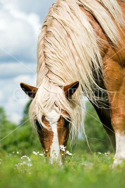 Belgian Draft Horse Grazing in Pasture