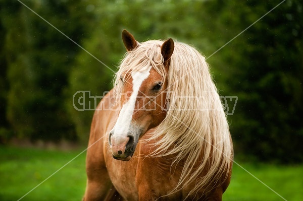 Portrait of a Belgian draft horse