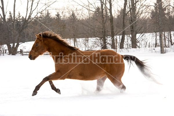 Single horse galloping through deep snow