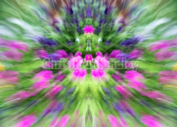 Colorful abstract flowers