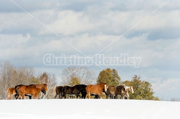 Herd of Rocky Mountain Horses standing on a hilltop in the snow