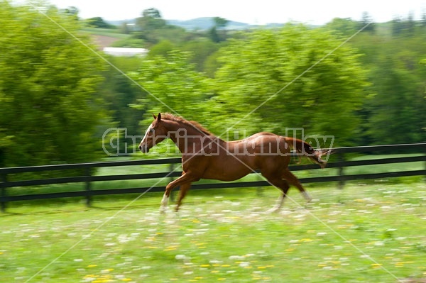 Thoroughbred gelding galloping around his paddock