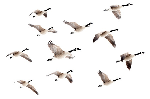 Flock of Canada Geese flying over
