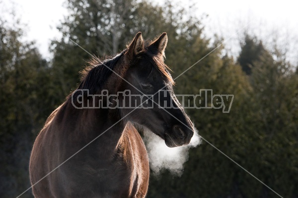 Dark bay horse standing outside in the winter on a cold day. Snorting cold breath