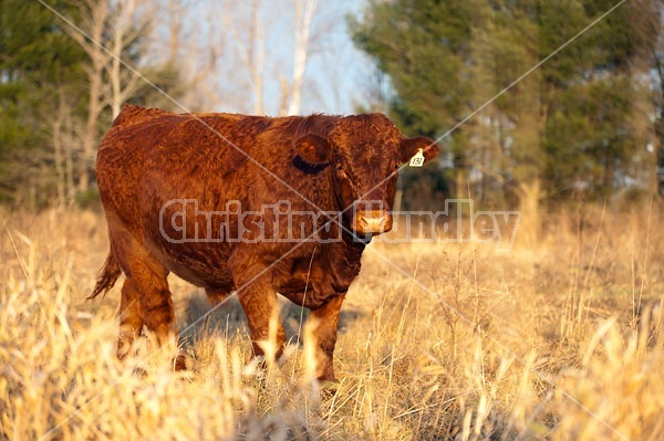 Saler Bull