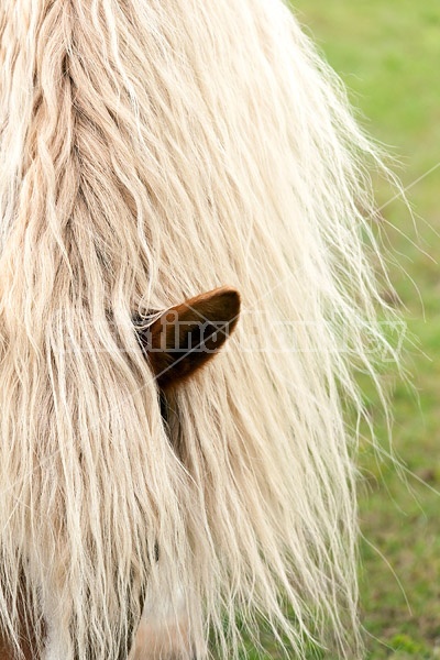 Long blonde mane and forelock of Belgian draft horse