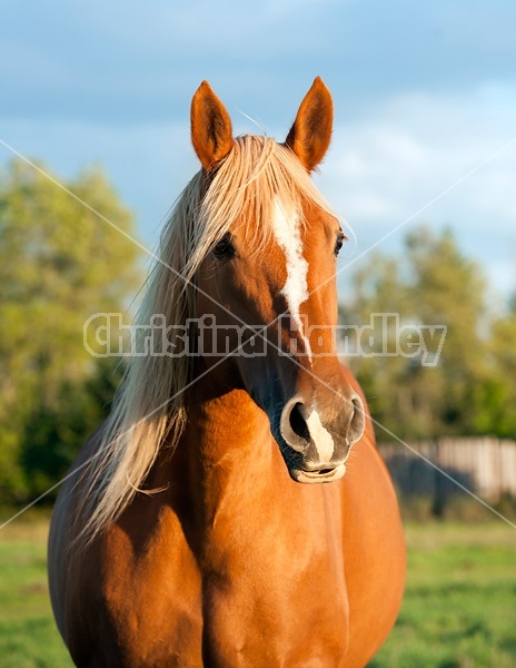 Portrait of a chestnut horse