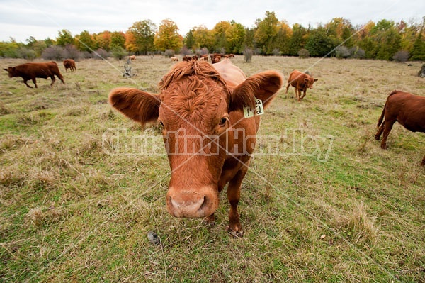 Closeup of beef cow