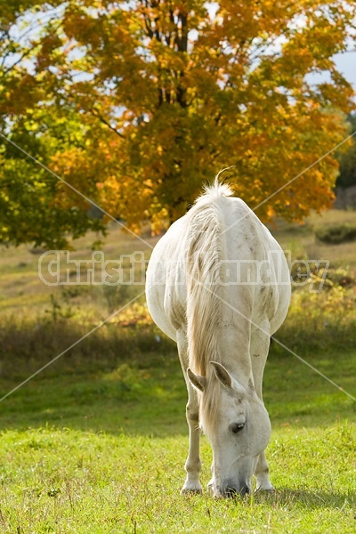 Gray horse grazing on late summer, early autumn pasture