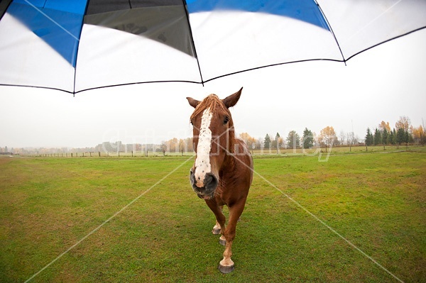 Chestnut horse and umbrella