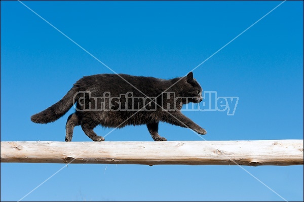 Gray cat walking along railing
