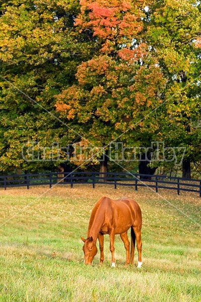 Horse grazing on autumn pasture