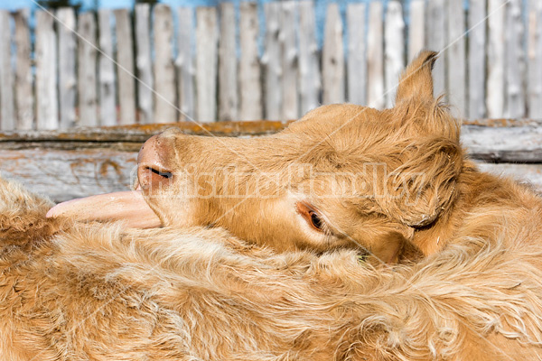 Charolais beef cow