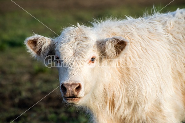 Young Charolais beef calf