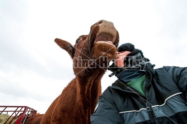 Self Portrait With Cow