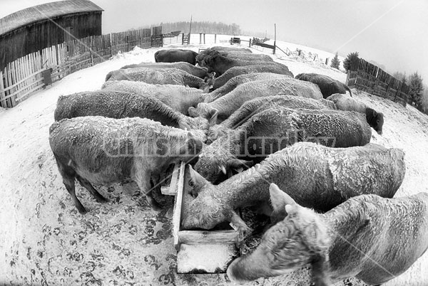 Herd of Beef Cattle 