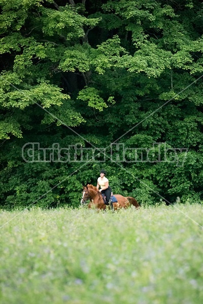 Young woman riding chestnut Thoroughbred horse.