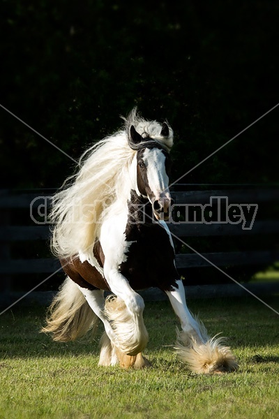 Gypsy horses