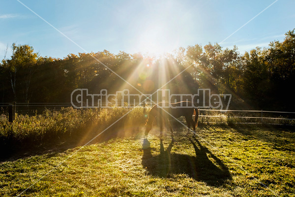 Thoroughbred horse in paddock