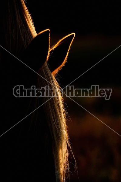 Close up photo of a horse