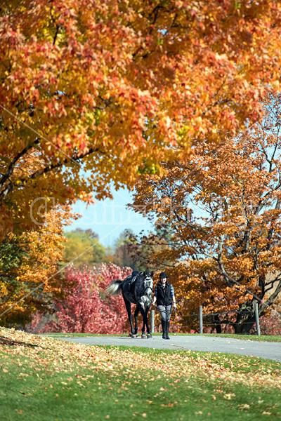 Young woman leading gray horse down driveway surrounded by fall colored leaves