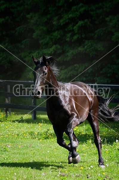 Hanoverian horse gelding