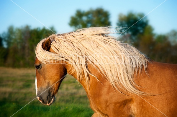 Photo of a belgian draft horse