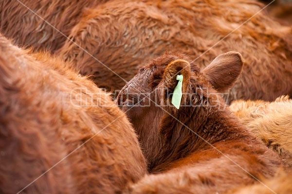 Herd of Beef Cattle