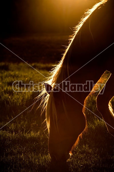 Horse grazing in early evening light