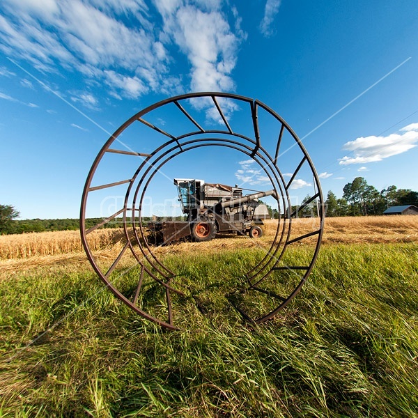 Harvesting a field of oats with a combine harvester