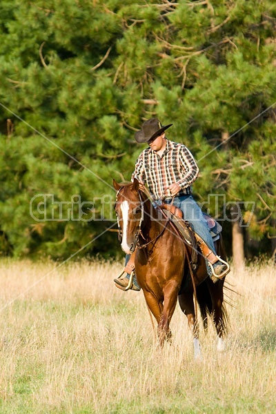 Cowboy Riding Quarter Horse Western Style