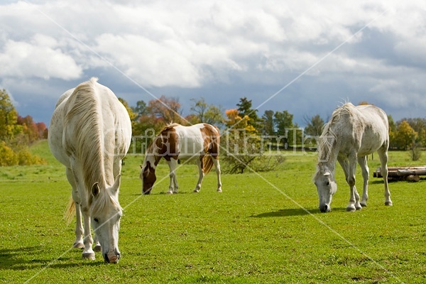 Horses grazing on late summer, early autumn pasture