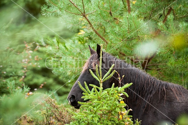 Rocky Mountain Horses