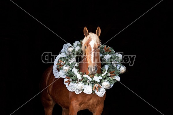 Belgian draft horse with a Christmas wreath over its head.