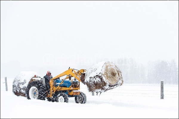 Farmer driving tractor carrying hay