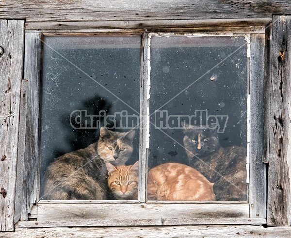 Three barn cats in a barn window