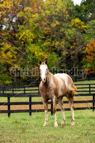 Portrait of Appaloosa horse standing in field