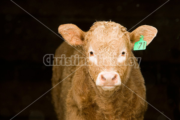 Baby beef calf standing in doorway