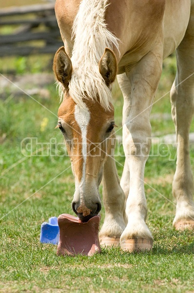 Belgian foals licking salt block.