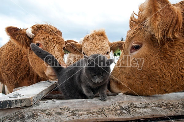 Beef Cows and Barn Cat