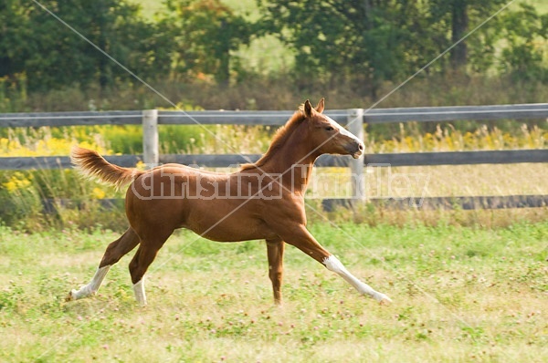 Quarter horse foal