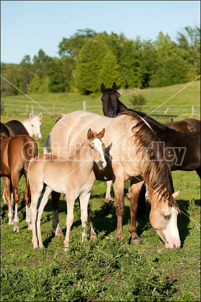 Rocky Mountain Horse