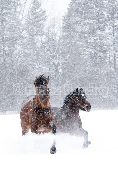 Horses galloping through deep snow